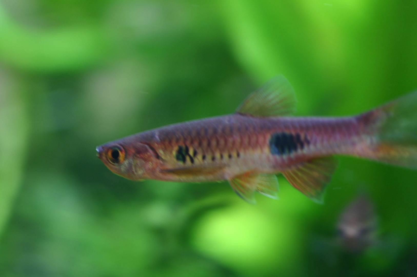 おすすめ熱帯魚たち 水草工房fin