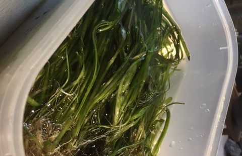 水草特価！！